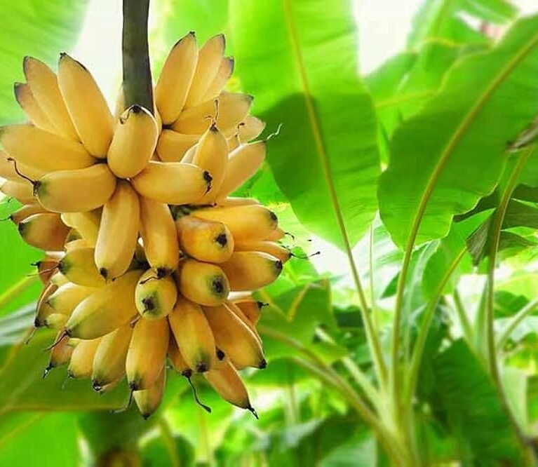 Our banana powder is made from carefully selected ripe bananas, naturally processed to preserve taste, nutrition, and freshness—offering a healthy, versatile, and natural alternative for everyday food and beverage needs.