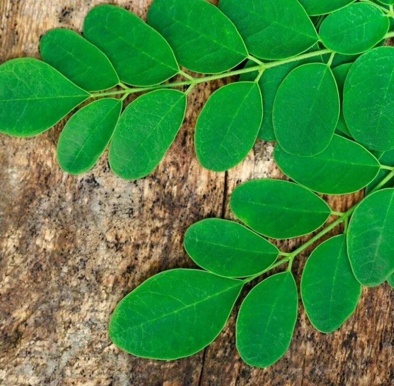Our moringa powder is made from carefully harvested moringa leaves, gently dried and finely milled to retain their natural nutrients—providing a pure, plant-based superfood for a healthier and more sustainable lifestyle.